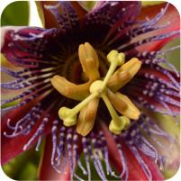 Passiflora Marijke