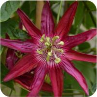 Passiflora Marijke