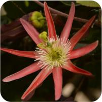 Passiflora Nightshift