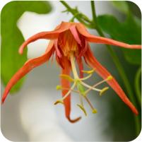 Passiflora Anastasia