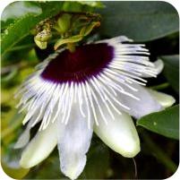 Passiflora Panda