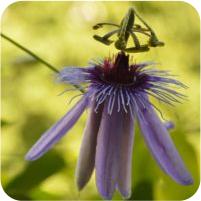 Passiflora Purple Companion