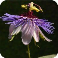 Passiflora Purple Haze
