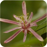 Passiflora Sancap
