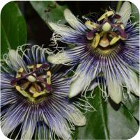 Passiflora Sapphire