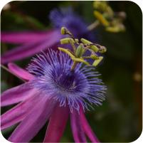 Passiflora Sapphire