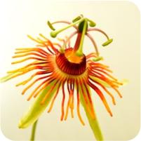 Passiflora Sunburst