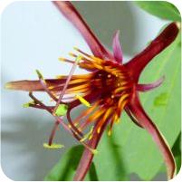 Passiflora Sunfire