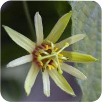 Passiflora Sancap