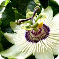 Passiflora White Mirror