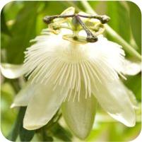 Passiflora White Wedding