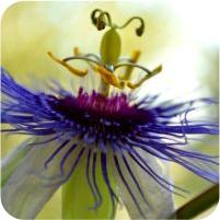 Passiflora x colvillii