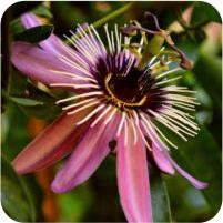 Passiflora x violacea