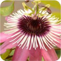 Passiflora x violacea atropurpurea