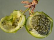 Passiflora samoensis Frucht