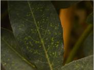 Passiflora White Mirror