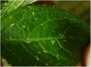 Passiflora Thripse