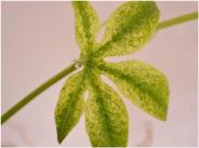 Passiflora Chlorose