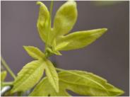 Passiflora Lichtmangel
