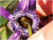 Passiflora Wespe