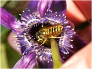 Passiflora Bestubung