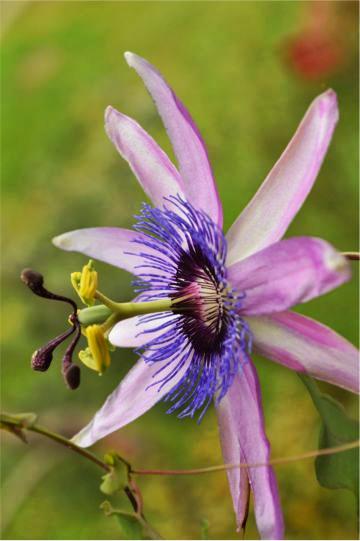 Passiflora Amethyst